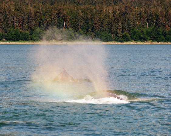 Alaska 2015 - 59 of 140 WhaleRainbow