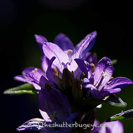 Dreamy Nature Photography, Fine Art Print for Sale