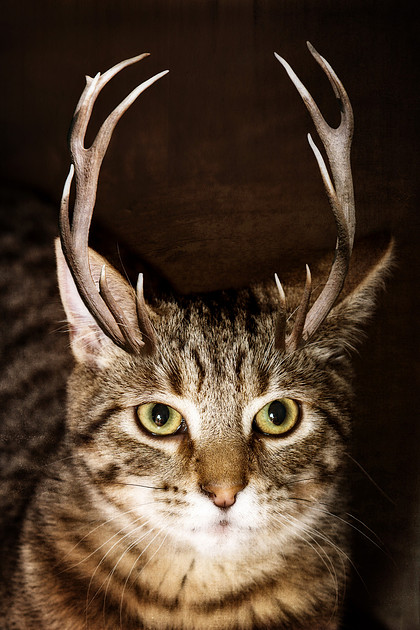 Portrait photograph of a catelope.