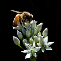 Macro Photography Print for Sale, Honey Bee Photo