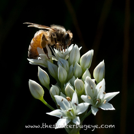 Macro Photography Print for Sale, Honey Bee Photo