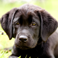 06-18-11 puppy - 4