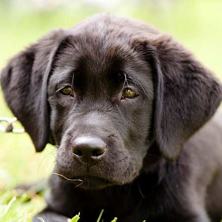 06-18-11 puppy - 4