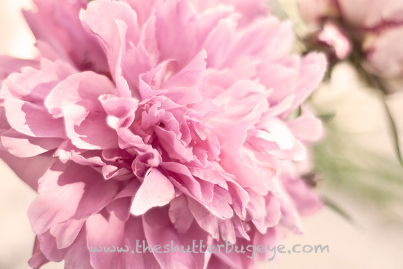 Fine Art Photography Print, Dreamy Nature