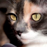 Pets - Portfolio
