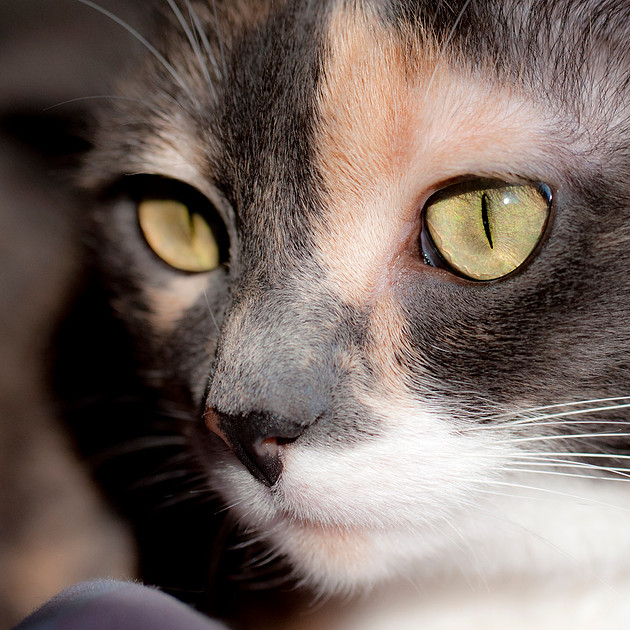 Portrait photograph of diffuse calico cat.