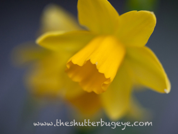 Flower Photography Prints for Sale, Dreamy Nature Photo