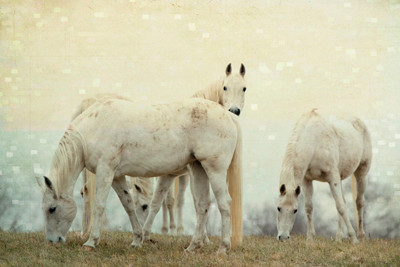 Dreamy Horse Photography, White Horses