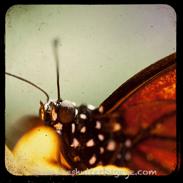 Butterfly portrait photo, macro photograph, ttv, nature