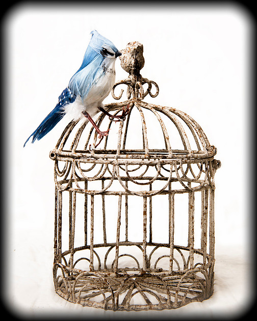 20140119 Birds - 3