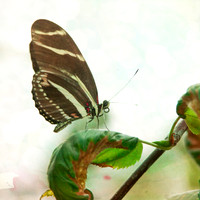 Butterfly Photography Prints for Sale, Fine Art Macro Photograph