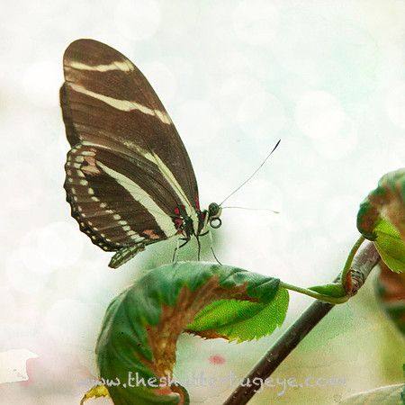 Butterfly Photography Prints for Sale, Fine Art Macro Photograph