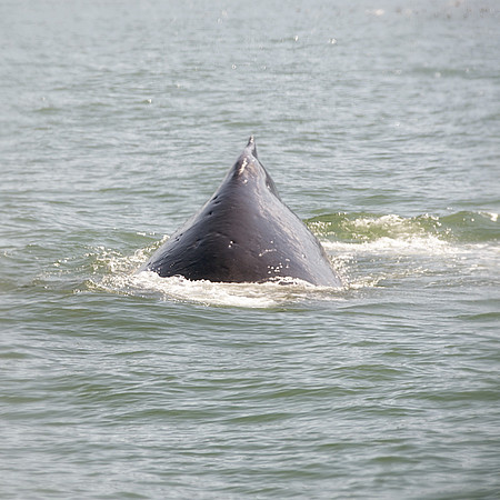 Alaska 2015 - 51 of 140 WhaleDive