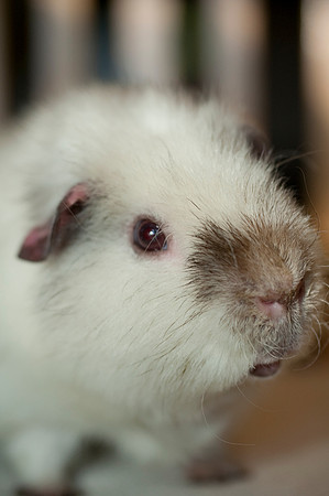 Herbert