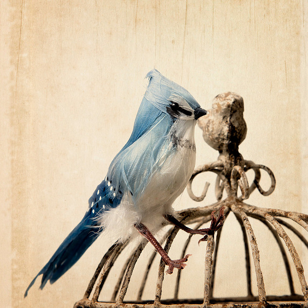 Photograph of a blue jay on the outside of a birdcage
