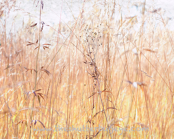 Dreamy Nature Photography, Fine Art Print for Sale