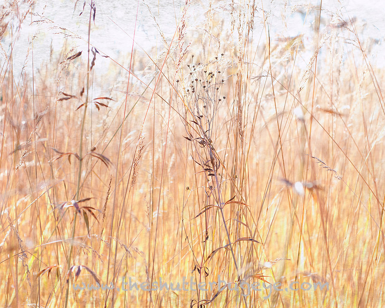 Nature Photo, Late summer prairie grasses