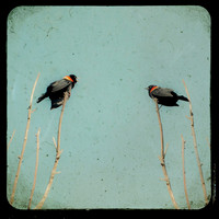 Bird Photography, Red Winged Blackbird, Nature Photograph for Sale