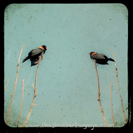 Bird Photography, Red Winged Blackbird, Nature Photograph for Sale