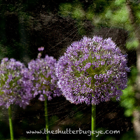Nature Photograph for Sale, Dreamy Surreal Photography Prints