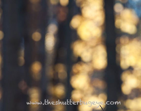 Dreamy Nature Photography Print