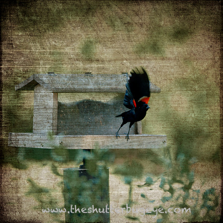 Bird Photography, Whimsical Nature Photograph