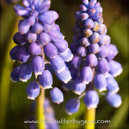 Dreamy Nature Photography, Fine Art Print for Sale