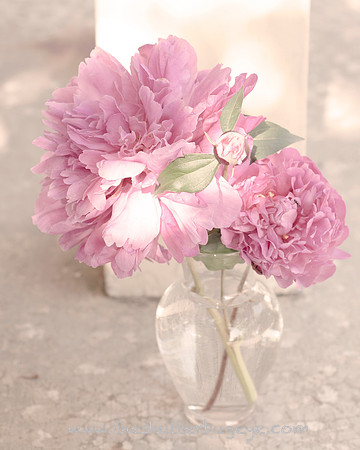 Still Life Photograph, Fine Art Photography Print for Sale