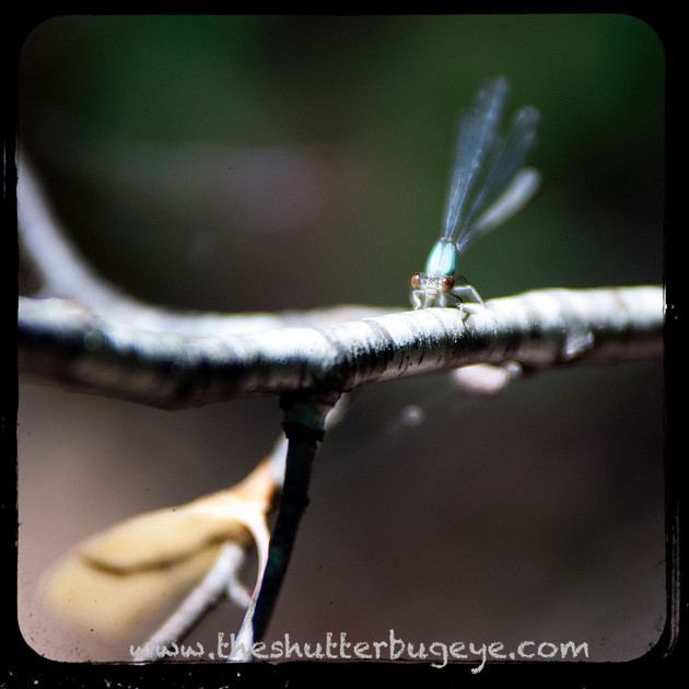 Insect photograph, Damselfly, 