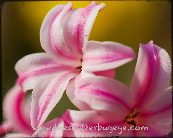 Nature Photograph for Sale, Dreamy Surreal Photography Prints