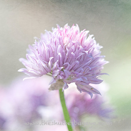 Nature Photograph for Sale, Dreamy Surreal Photography Prints