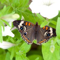 Butterfly Photography Prints for Sale, Fine Art Macro Photograph