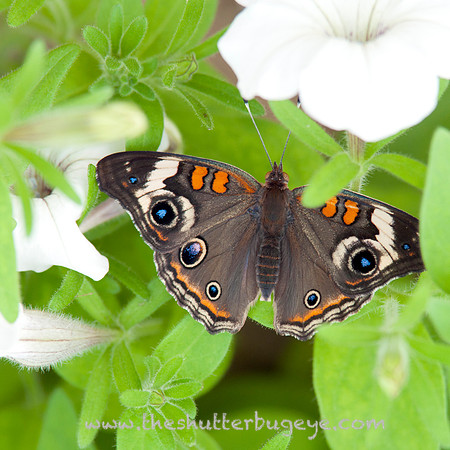 Butterfly Photography Prints for Sale, Fine Art Macro Photograph