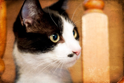 Pet portraiture, tuxedo cat in black and white