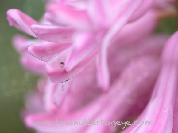 Nature Photograph for Sale, Dreamy Surreal Photography Prints