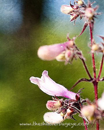 Nature Photograph for Sale, Dreamy Surreal Photography Prints