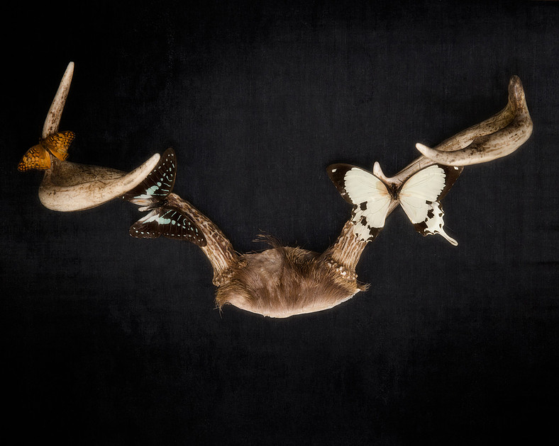 fine art photography print of deer antlers and butterflies on black background.