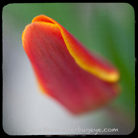 Dreamy Nature Photography, Fine Art Print for Sale