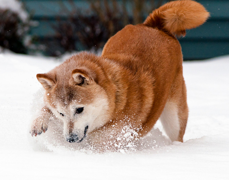 Winter Dog Portrait Photograph, Shiba Inu, Snow