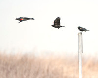 Bird Photography, Red Winged Blackbird, Nature Photograph for Sale