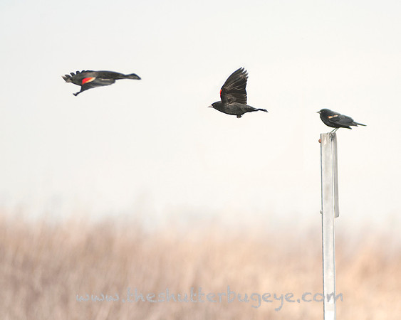 Bird Photography, Red Winged Blackbird, Nature Photograph for Sale