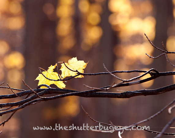 Dreamy Nature Photography, Fine Art Print for Sale