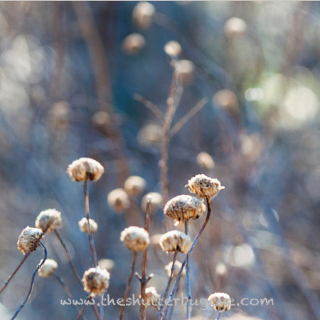Plants in the prairie.