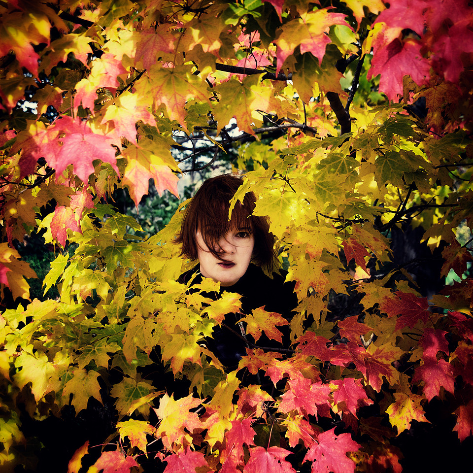 Autumn Maple