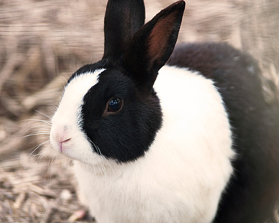 Cute black and white bunny