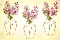 Still Life Photograph, Fine Art Photography Print for Sale