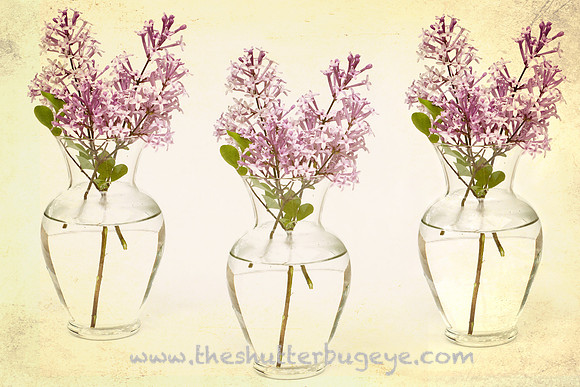 Still Life Photograph, Fine Art Photography Print for Sale