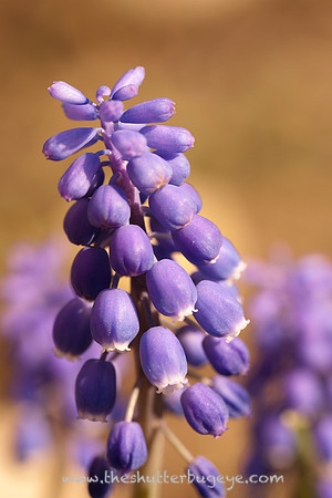 Dreamy Nature Photography, Fine Art Print for Sale