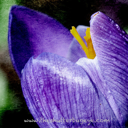 Flower Photography Prints for Sale, Dreamy Nature Photo