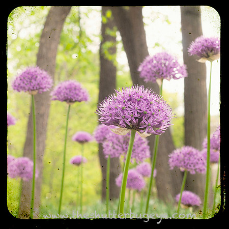 Dreamy Nature Photography, Fine Art Print for Sale